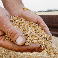 Россия сохранит в 2023/24 МГ квотирование экспорта зерна 