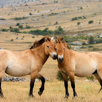 Из Праги в Казахстан привезут 40 лошадей Пржевальского 