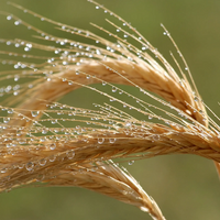 Осадки в ЕС замедлили темпы уборки озимых и ухудшили качество зерна