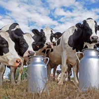 В Казахстане на молочное животноводство будет выделено дополнительно 11 млрд. тенге 