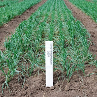 Назначение: НПЦЗХ им. Бараева возглавил Тимур Савин