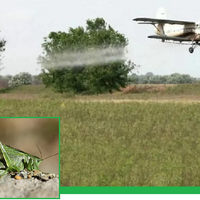 В Костанайской области против итальянского пруса обработано 257,2 тыс. га