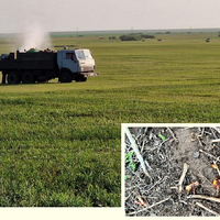 В Костанайской области количество пострадавших районов от нашествия саранчи увеличилось до 11-ти