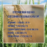 Космический мониторинг: в Казахстане около 40% посевов зерновых находятся в плохом и очень плохом состоянии 