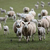 Казахстан планирует импортировать племенных овец из Франции