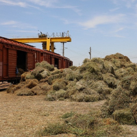 На 80% снизились тарифы на перевозку кормов для фермеров Мангистауской области