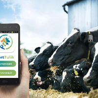 Казахстан: Минсельхоз запустил мобильное приложение для животноводов