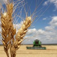 Эксперты IGC продолжают снижать прогноз мирового урожая пшеницы в 2023/24 МГ. На этот раз - на 4,6 млн. тонн 