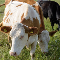 В Казахстане с начала года у 17,5 тысячи сельскохозяйственных животных выявлен бруцеллез 