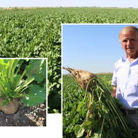 300 тыс. тонн сахарной свеклы нового урожая планируют переработать в Жамбылской области