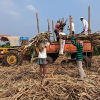 Индия намерена запретить экспорт сахара впервые за 7 лет