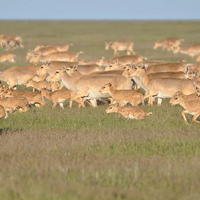 Сайгаки вытоптали более 1 млн. гектаров пастбищ на западе Казахстана, нанеся ущерб фермерам на 7,9 млрд. тенге