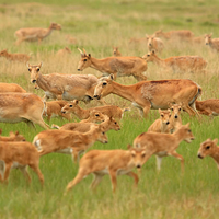 САЙГАЧИЙ ТЕРРОР: западноказахстанские фермеры требуют объявить режим ЧС