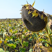 У подсолнечника сохнет урожай: сбор культуры может оказаться в этом году в Казахстане ниже на 17% 