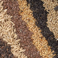 В информационную систему ЕАЭС впервые включат сведения о субъектах семеноводства 