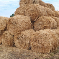 Пострадавшим от засухи казахстанским фермерам покроют расходы, ускорят выплату субсидий и продлят сроки кредитов