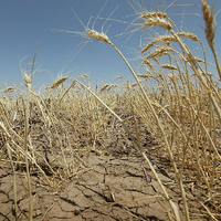 На полях США ухудшилось состояние яровой пшеницы на фоне длительной засухи