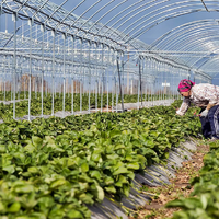 По новым правилам: казахстанские тепличные хозяйства получат субсидии на энергоресурсы и семена