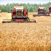 В Беларуси аграрии намолотили уже 3 млн. тонн зерна