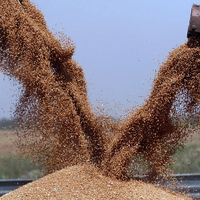 Рентабельность производства зерна в России снизилась почти в два раза за год