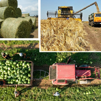 Казахстанские аграрии намолотили уже 1,3 млн. тонн зерна при средней урожайности 13,8 ц/га 