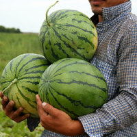 АРБУЗНОЕ ЛЕТО: почему урожаи не всегда радуют казахстанских бахчеводов?