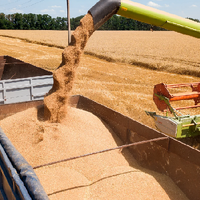 Минсельхоз: урожай зерна в Казахстане в текущем году может составить 21 млн. тонн