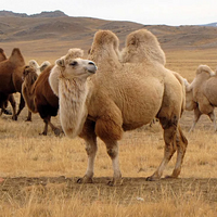 Поголовье верблюдов в Казахстане выросло на 4,4% за год