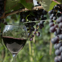 Уникальный эксперимент: Грузия открывает винодельню на дне Черного моря