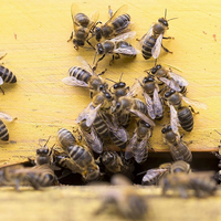 Медоносные пчелы в США пережили второе крупнейшее вымирание за всю историю