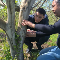 Урожай под угрозой? Бабочки-вредители атаковали яблоневые сады Алматинской области