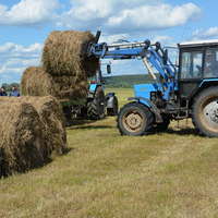 В Омской области заготовка кормовых трав из-за засухи составляет 20 - 30% от плана