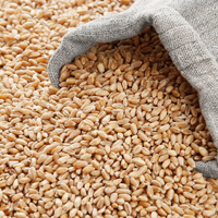 Казахстан на 1 сентября имел в запасе 6,525 млн. тонн пшеницы, что на 1 млн. тонн больше, чем в прошлом году 