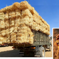 Минсельхоз Кыргызстана намерен запретить экспорт зерна и кормов до конца 2023 года