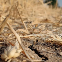 Фермеры 6 областей Казахстана получили выплаты по страховке посевов от засухи свыше 1,2 млрд. тенге