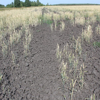 В 2023 году казахстанские фермеры застраховали от риска засухи 236 тыс. га