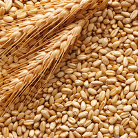 В Казахстане запасы пшеницы на 1 июля составляли 5,36 млн. тонн