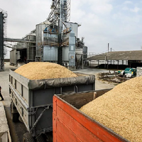 На элеваторы Северо-Казахстанской области поступило 284,2 тыс. тонн зерна: 89% пшеницы 3-го класса