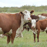 Казахстан: новые правила субсидирования животноводства вступят в силу 1 января 2024 года
