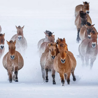 Они возвращаются: около 40 лошадей Пржевальского планируется перевезти в Казахстан из Европы в течение 5 лет 