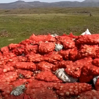 Тонны гниющего лука нашли в горах Жамбылской области 