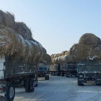 Зимний выпас: в четырех областях Казахстана пастбища покрылись наледью