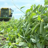 Россия: экспорт зернобобовых культур в 2023 году вырос в 2,5 раза