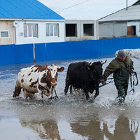 Избежать падежа скота не удалось. Как в Казахстане спасают сельхозживотных от паводков? 