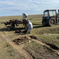 В Казахстане из-за паводков погибло более 8 тысяч сельскохозяйственных животных