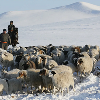 Томор дзуд: потери скота в Монголии превысили 1,5 млн. голов