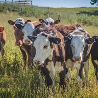 Минсельхоз Казахстана изменил правила экспорта бычков: лимит квоты увеличился