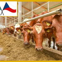 Товарооборот агропродукции между Казахстаном и Чехией вырос на 40% и достиг 12 млн. долларов