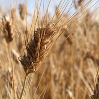 Предел твердости: в России запретили экспорт пшеницы дурум до 31 мая 2024 года