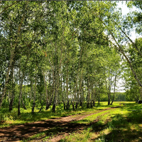 В течение 5 лет лесной фонд Казахстана будет пополнен на 2 млрд. деревьев